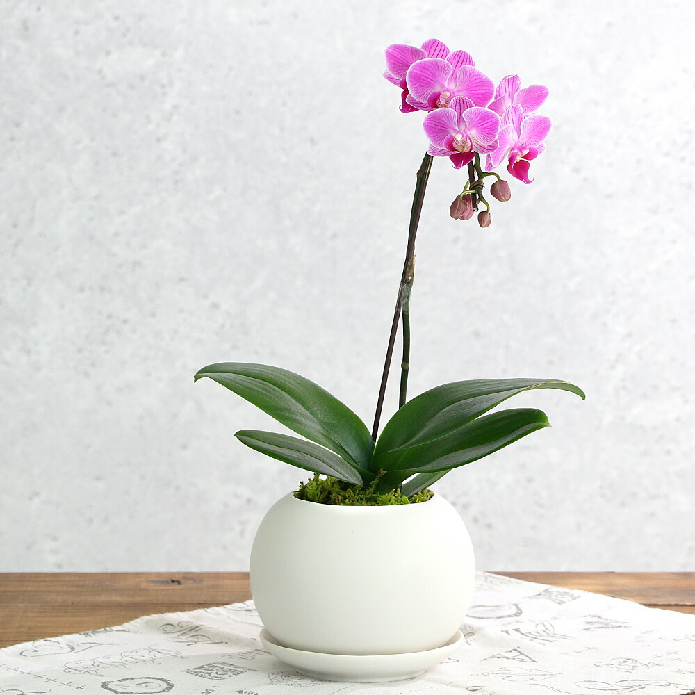 楽天市場】（観葉植物）鉢花ギフト マイクロ胡蝶蘭 花色おまかせ 1本