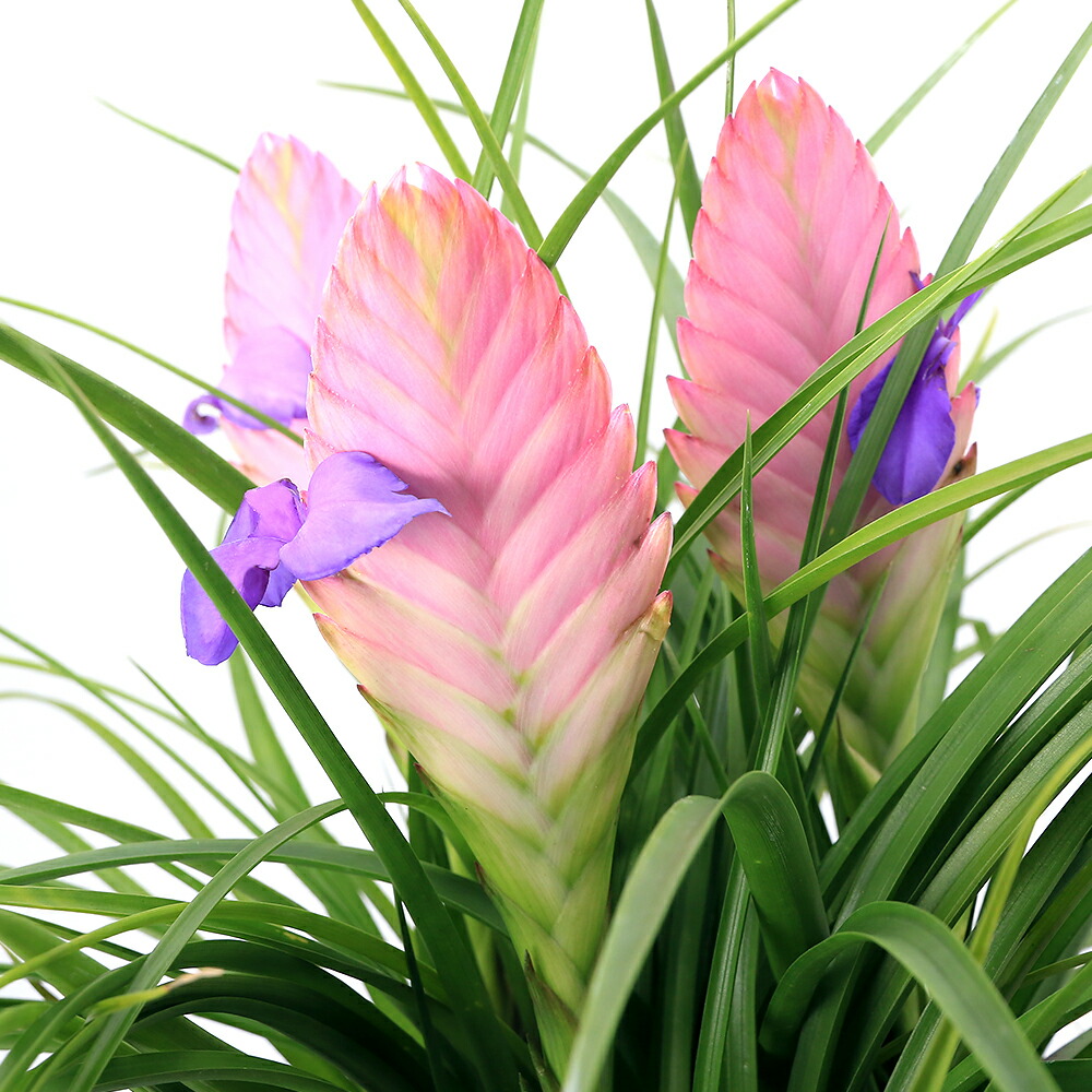 楽天市場】【お試し】 チランドシア（エアプランツ） 4号 白色