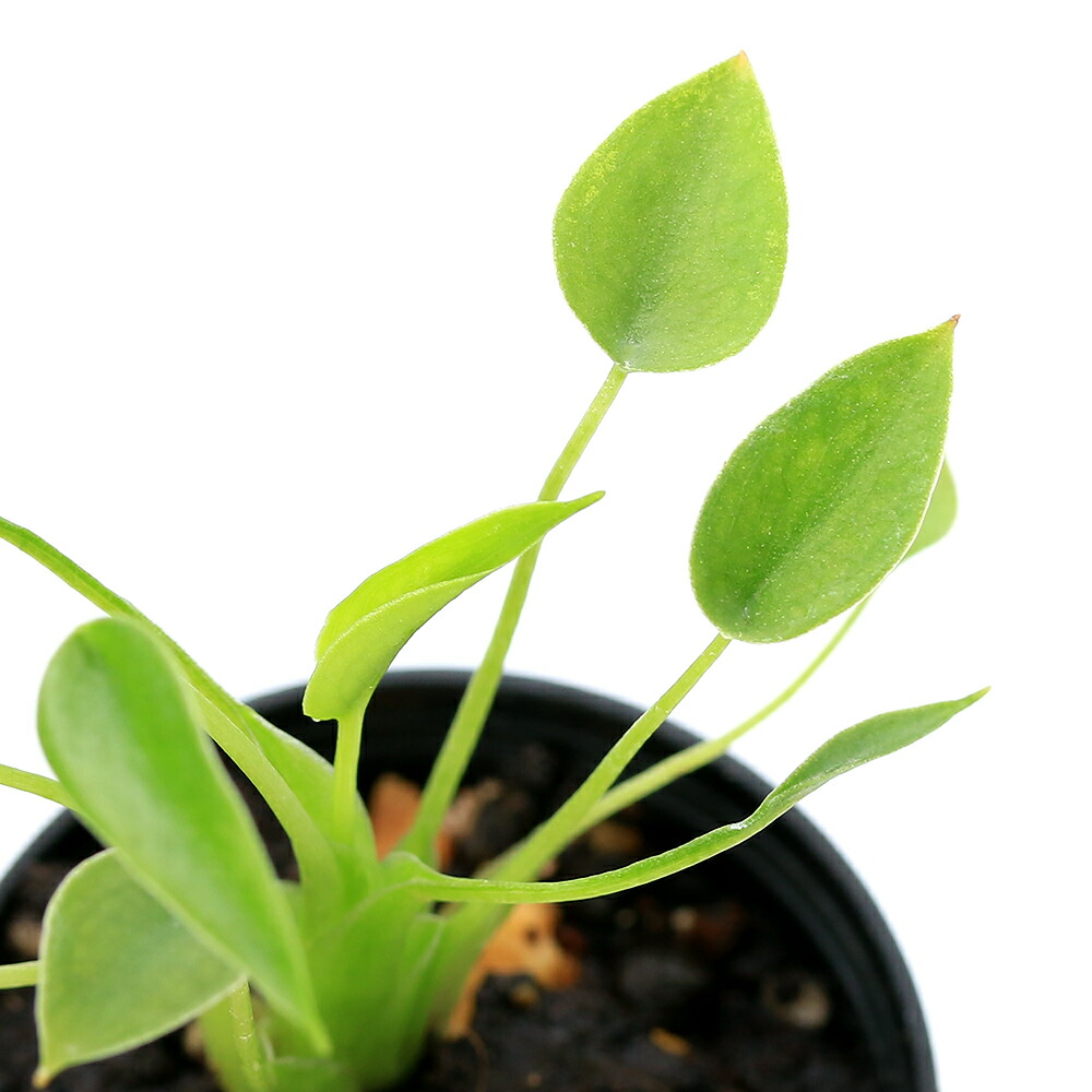 Masayo ページ アロカシア芋3個 hqdefault.jpg