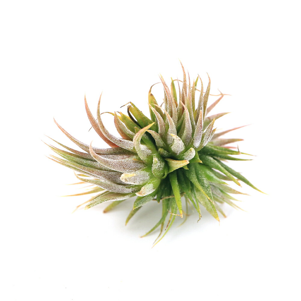 楽天市場】(現品) チランジア イオナンタ バンハイニンギー ミノール