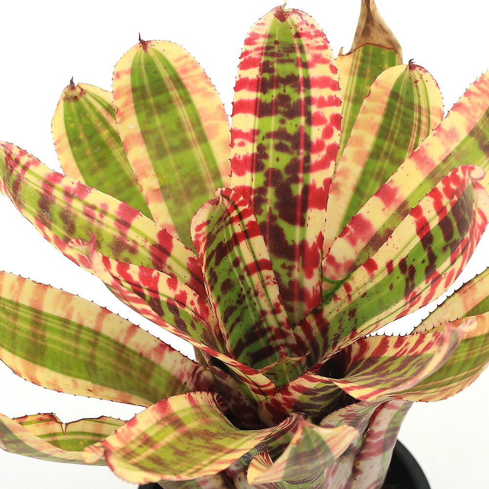 楽天市場】タンクブロメリア ネオレゲリア ホップスコッチ4号 (直径