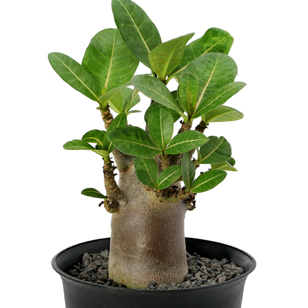 楽天市場】コーデックス アデニウム アラビカム 太幹タコ足 5号鉢