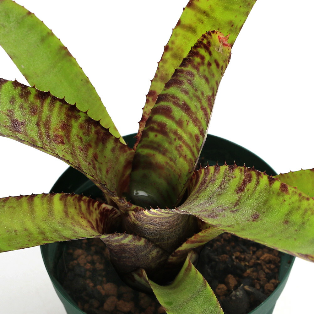 楽天市場】タンクブロメリア ネオレゲリア ホップスコッチ4号 (直径