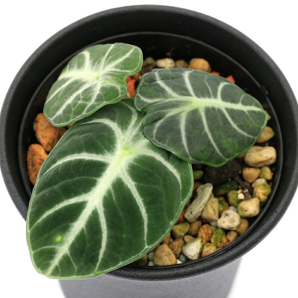 み*ー様 速達　アロカシア　ワトソニアナ　オーレア　var 斑入り　アロイド み*ー様 速達 アロカシア ワトソニアナ オーレア var 斑入り