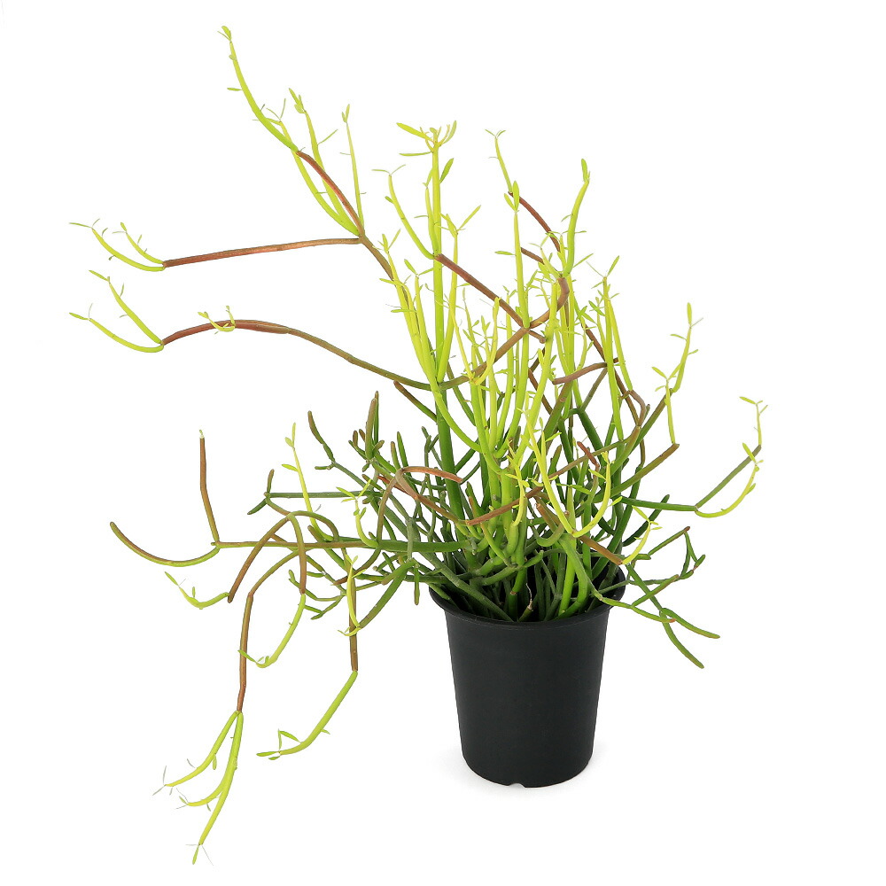 楽天市場】ミルクブッシュ スティックオンファイヤー 4号 紅葉 観葉