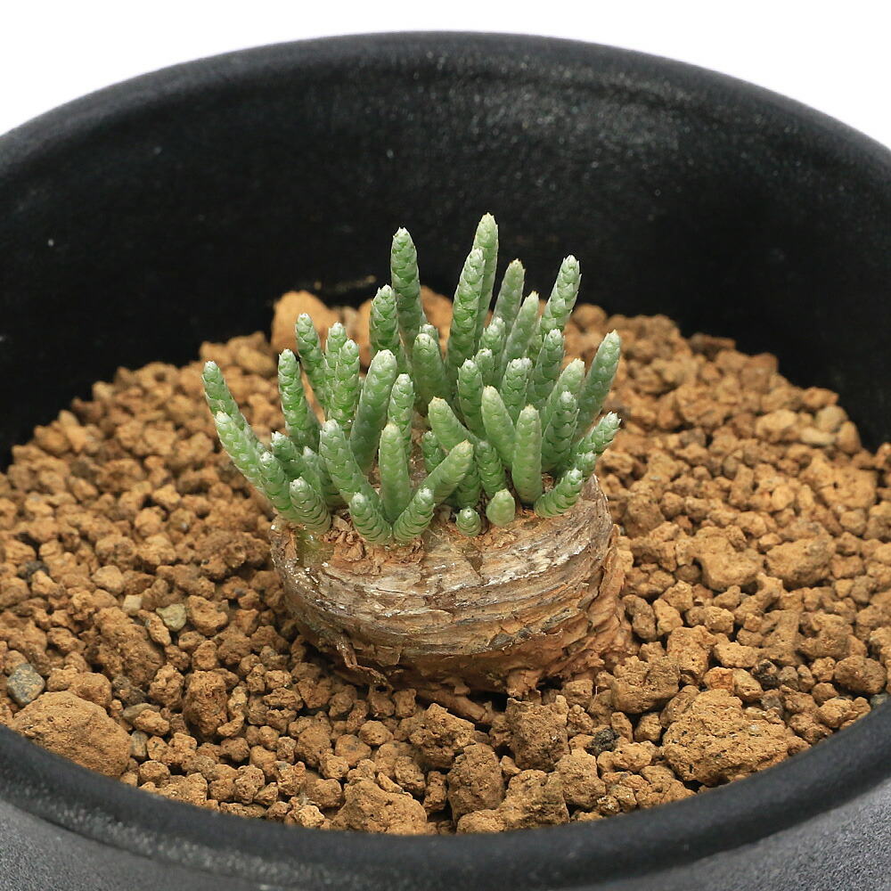 アボニア・クイナリア(大)　赤花　写真右の株です　冬型　コーデックス　塊根植物 多肉植物 caアボニア クイナリア (赤花アルストニー) 多肉