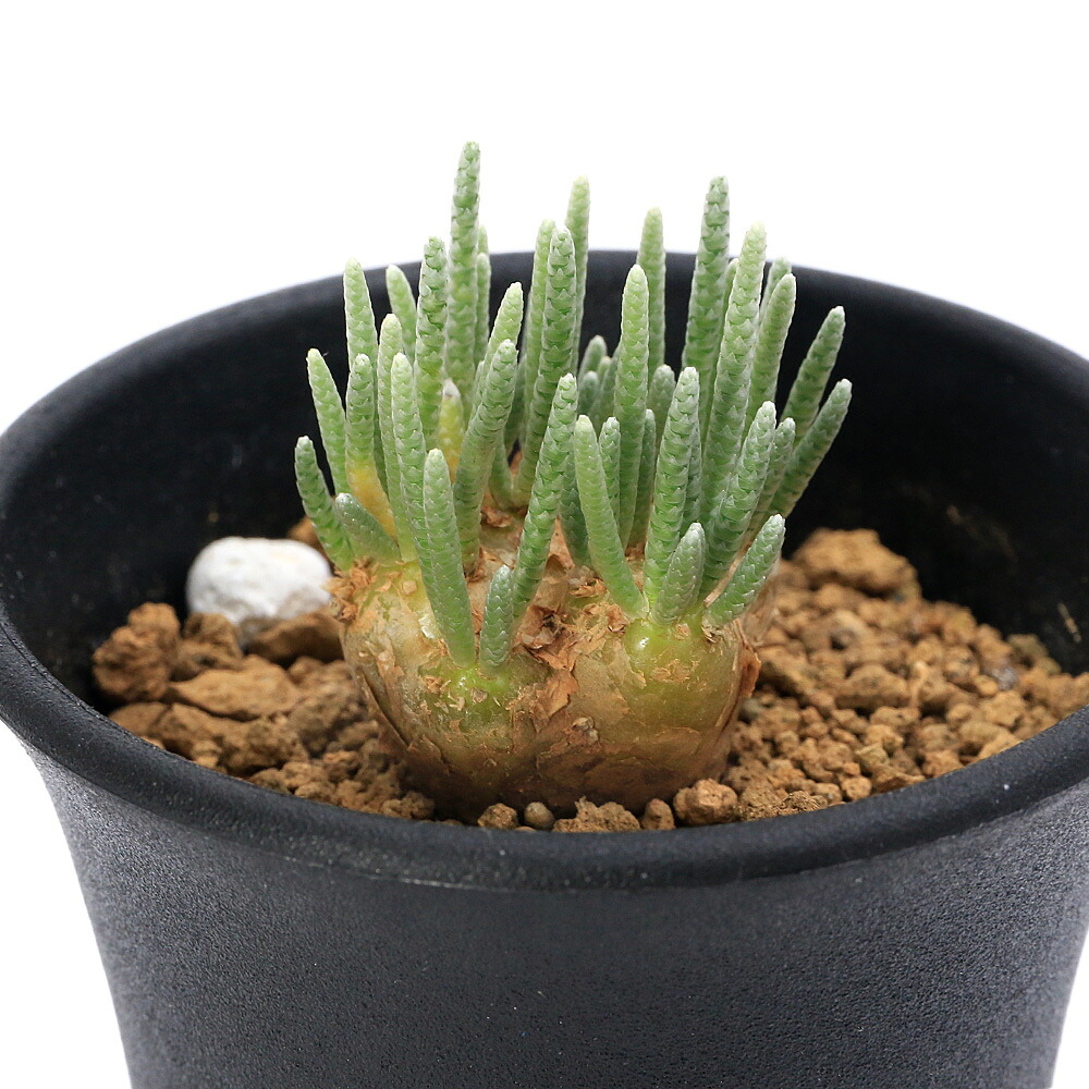 アボニア・クイナリア(大)　赤花　写真右の株です　冬型　コーデックス　塊根植物 多肉植物 caアボニア クイナリア (赤花アルストニー) 多肉