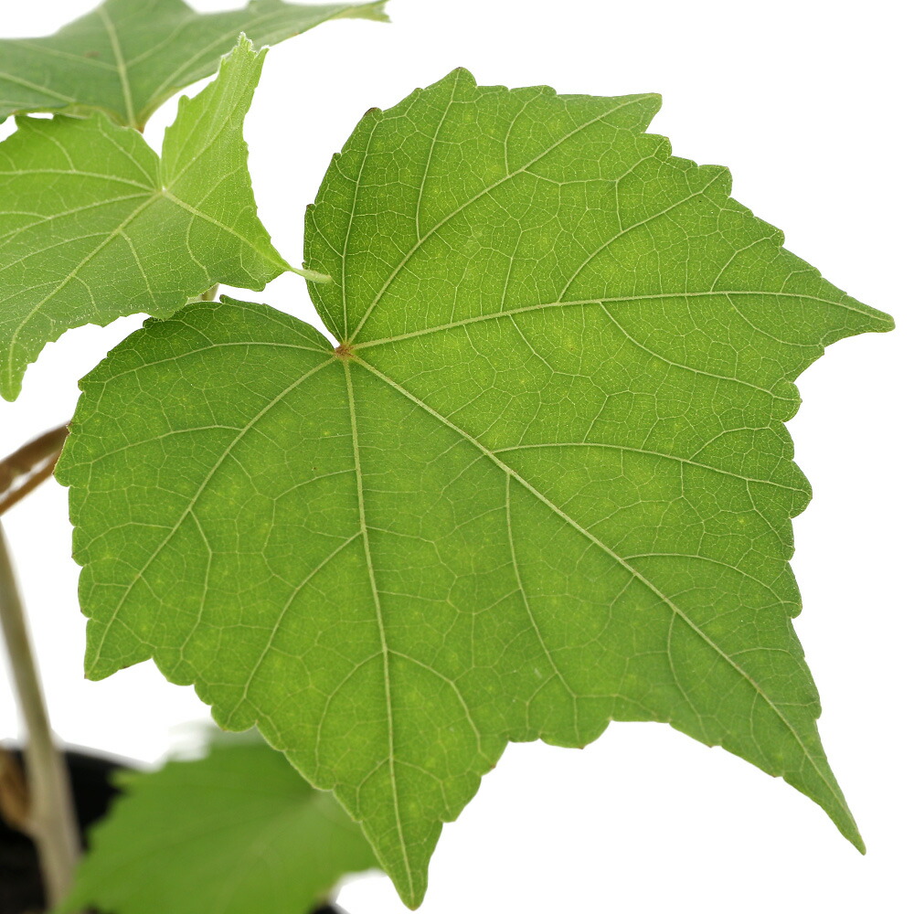 楽天市場】椿 苗 【花芙蓉（はなふよう）】 接木 白鉢植え 開花