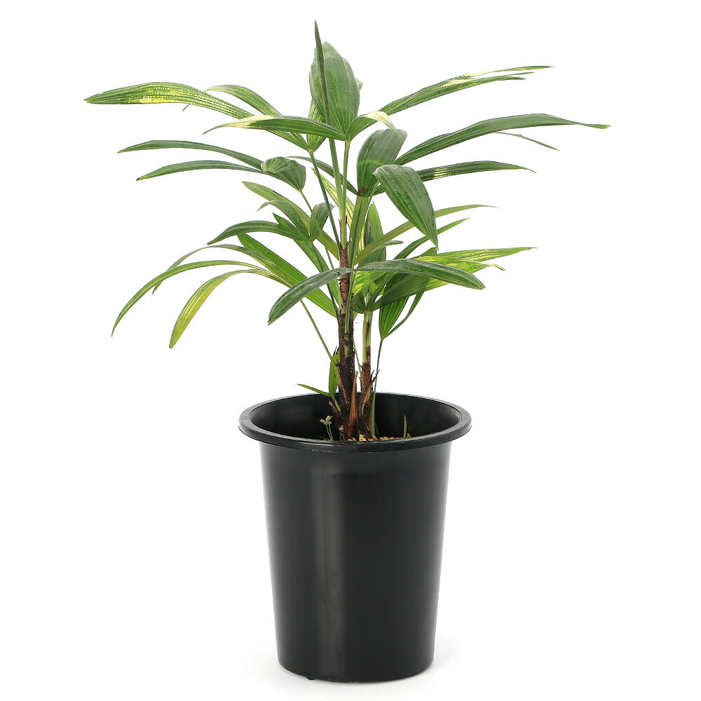 Amazon｜高性チャメドレア 観葉植物 本物 ブラックセラアート鉢