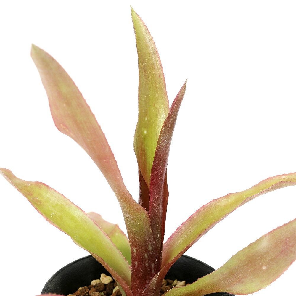 ビルベルギア スターダスト② 抜き苗 タンクブロメリア 観葉植物 ビルベルギア スターダスト② 抜き苗 タンクブロメリア 観葉植物