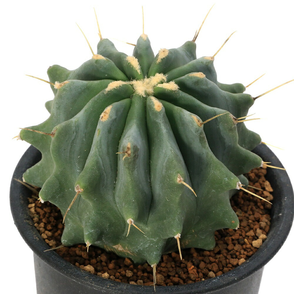 【D】フェロカクタス・王冠竜　良型 楽天市場】PLANCHU サボテン フェロカクタス 刺無王冠竜 とげなし