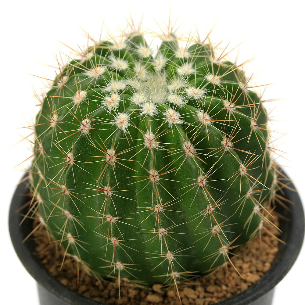 楽天市場】PLANCHU サボテン パロディア カンペトレンシス 3号鉢