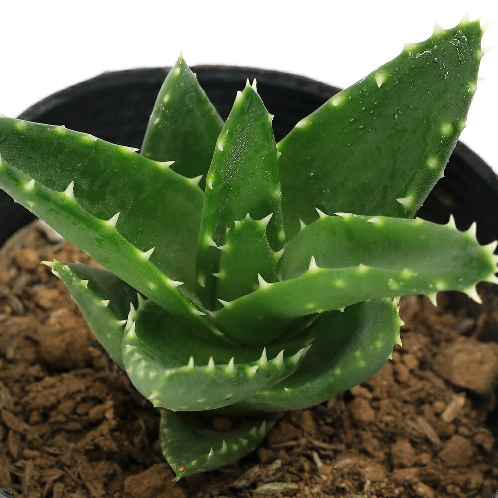 大株 アロエ 黒太刀 鉢底から高さ80cm 楽天市場】多肉植物 アロエ