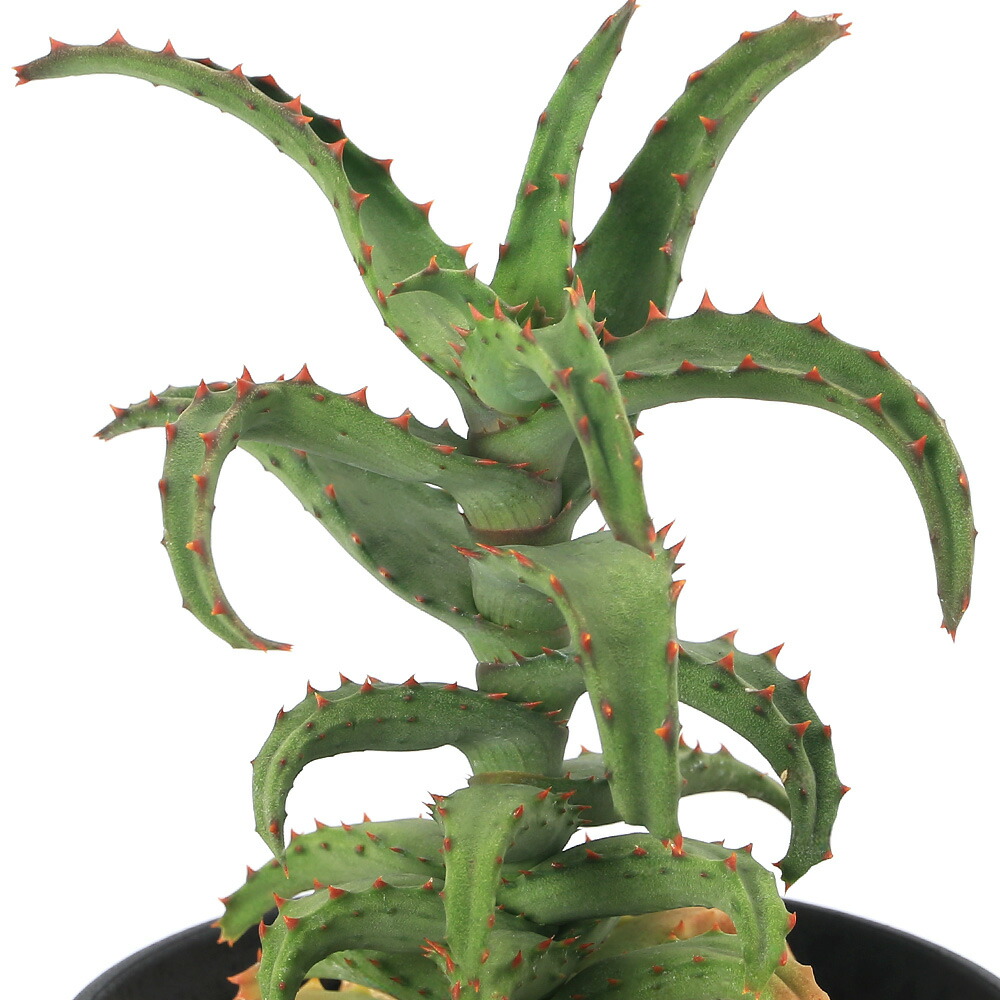 楽天市場】多肉植物 sdアロエ ポリフィラ polyphylla 多肉植物
