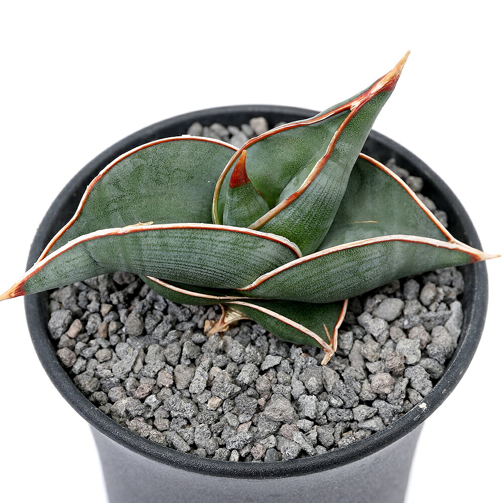 （多肉植物）サンスベリア　ロリダ　３～３．５号（１鉢）