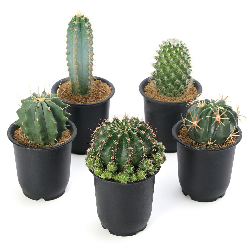 専用ページです！サボテン レブチア テレサエ♪1個 つぼみアリ 【公式