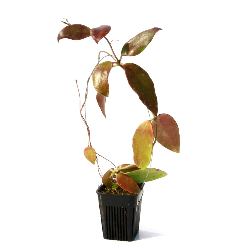 楽天市場】(観葉植物)ホヤ デシプラエ Bengkulu 楽天市場】(観葉植物)ホヤ デシプラエ Bengkulu