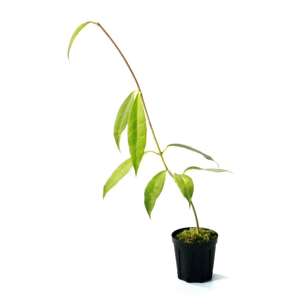 （観葉植物）ホヤ　テロスモイデス　Ｙａｓｉｍ，　Ｐａｇｕｙａｎｇａｎ，　Ｂｒｅｂｅｓ，　Ｃｅｎｔｒａｌ　Ｊａｖａ（１ポット）