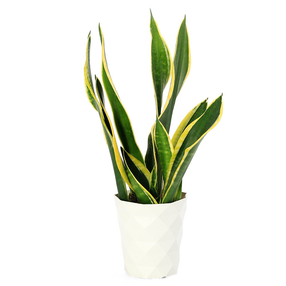 楽天市場】（多肉植物）サンスベリア アブリティアナ 6号（1鉢