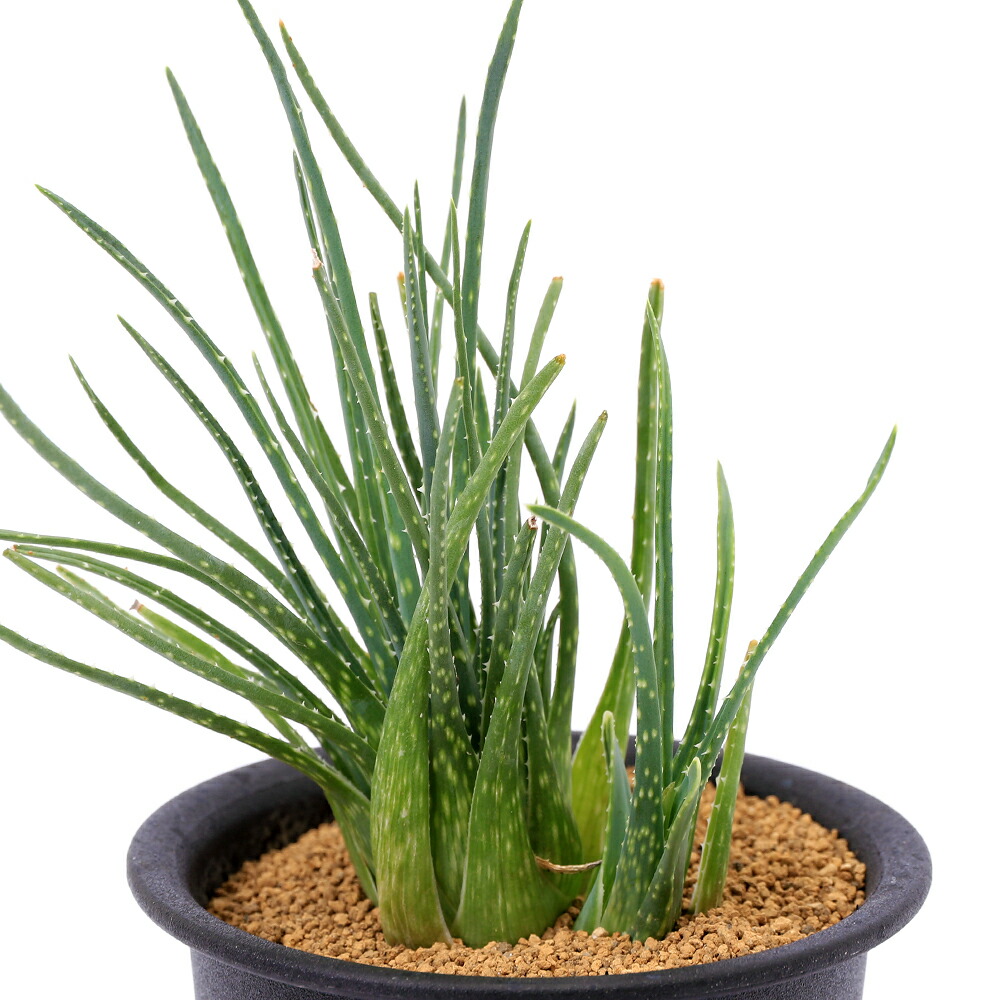 楽天市場】多肉植物 caアロエ ピランシー 多肉植物 4号鉢 アロエ