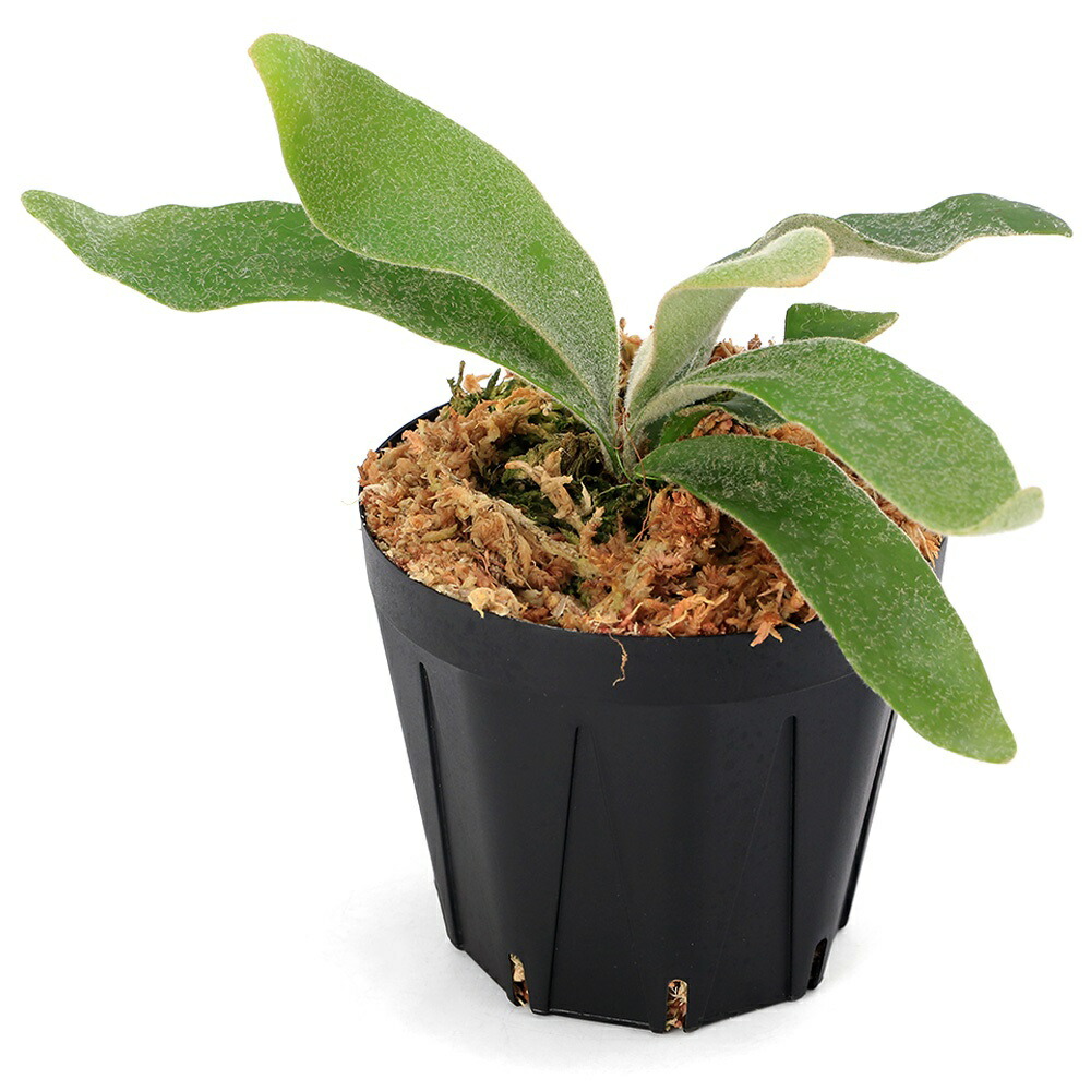 楽天市場】（観葉植物）コウモリラン ビカクシダ 4号（1鉢） : charm