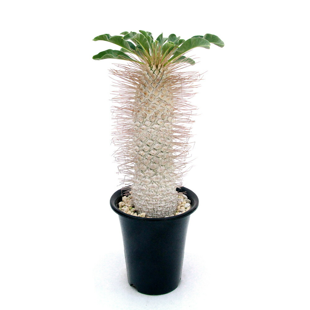 楽天市場】多肉植物 caパキポディウム ナマクアナム 光堂 実生 3号鉢