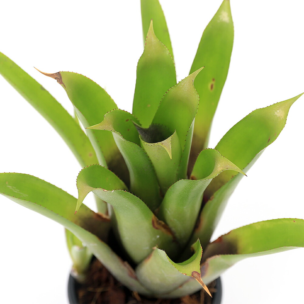 （観葉植物）エクメア　レクルバータ　×　カリキュラータ　２．５号（１鉢）ブロメリア
