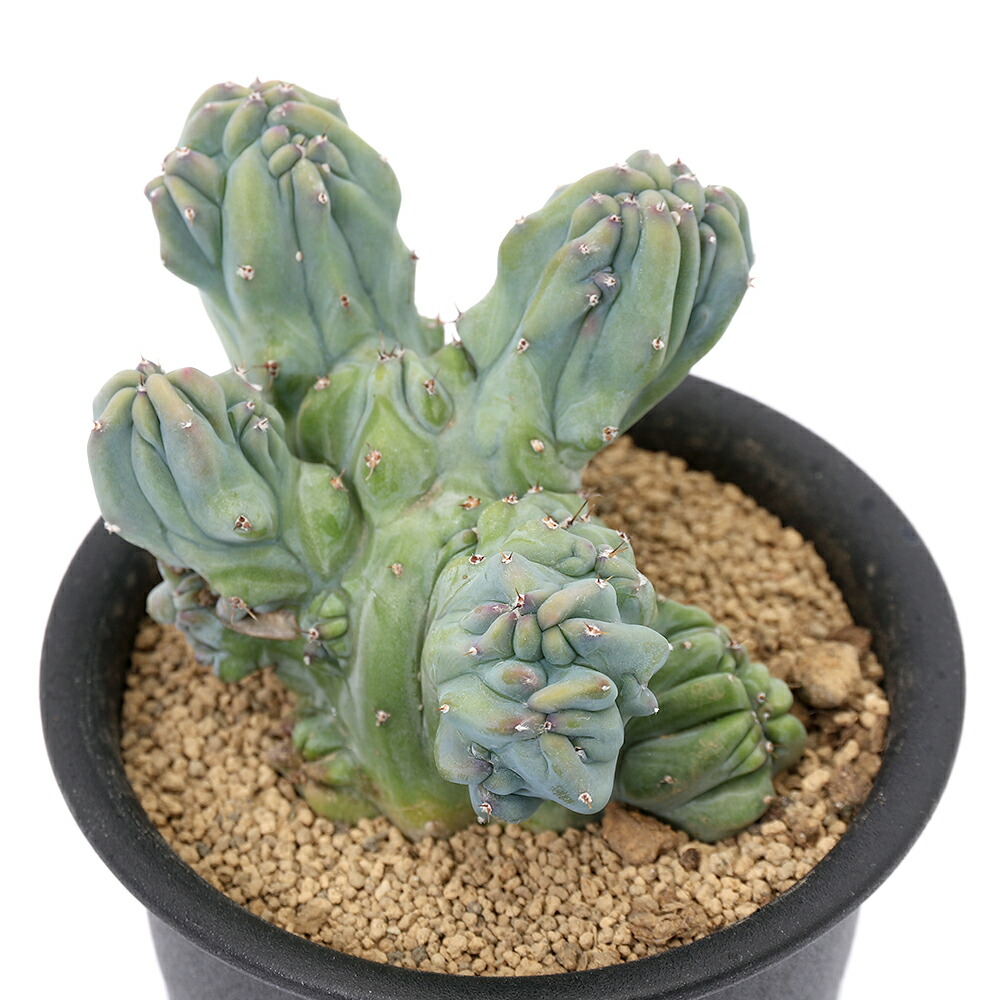 楽天市場】PLANCHU サボテン ミルチロカクタス 竜神木 りゅう