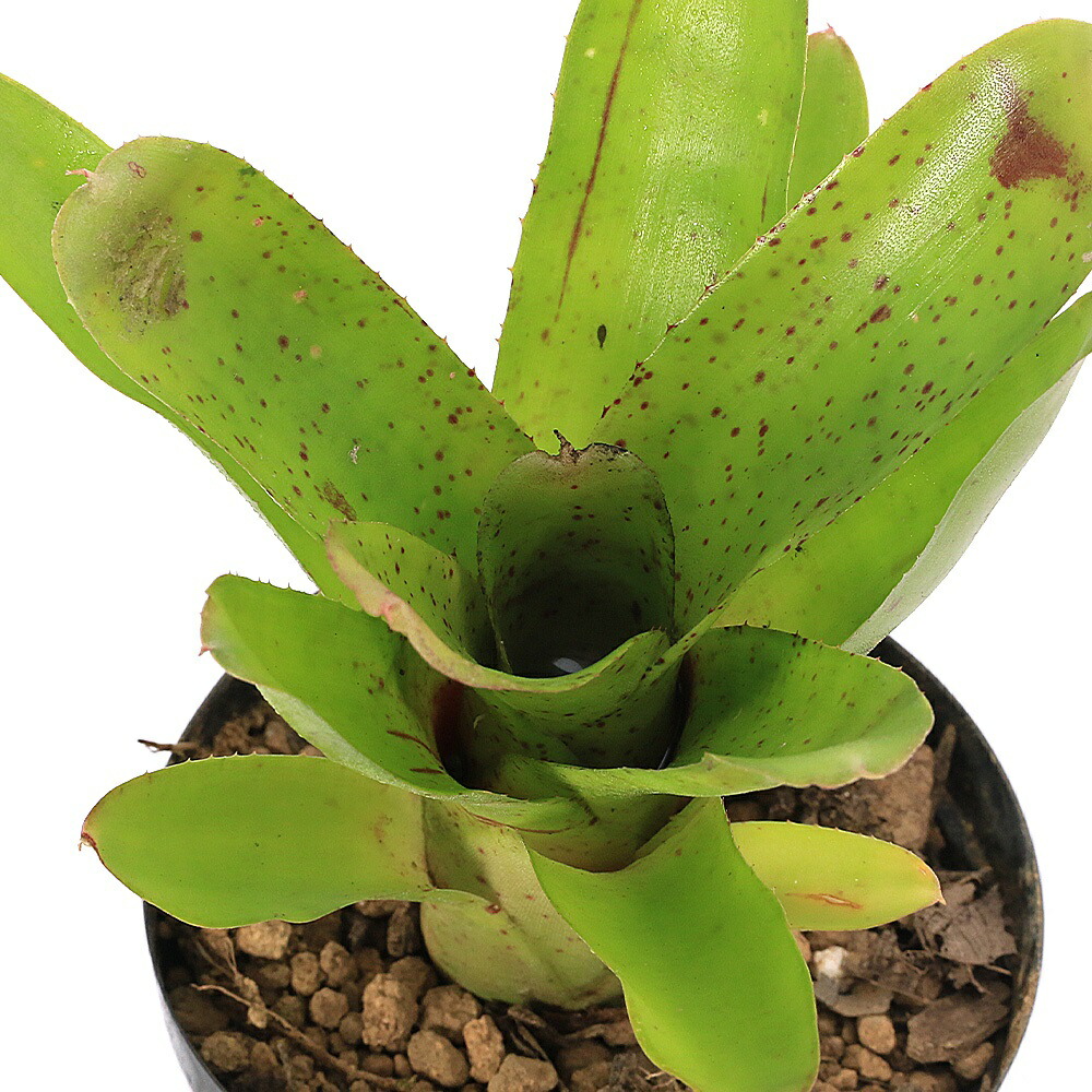 楽天市場】タンクブロメリア ネオレゲリア ホップスコッチ4号 (直径