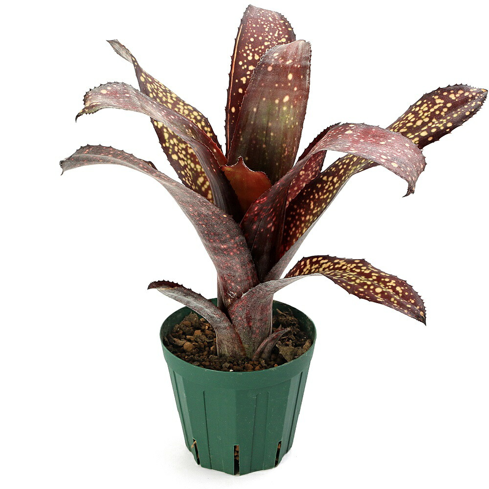 ビルベルギア スターダスト② 抜き苗 タンクブロメリア 観葉植物 ビルベルギア スターダスト② 抜き苗 タンクブロメリア 観葉植物