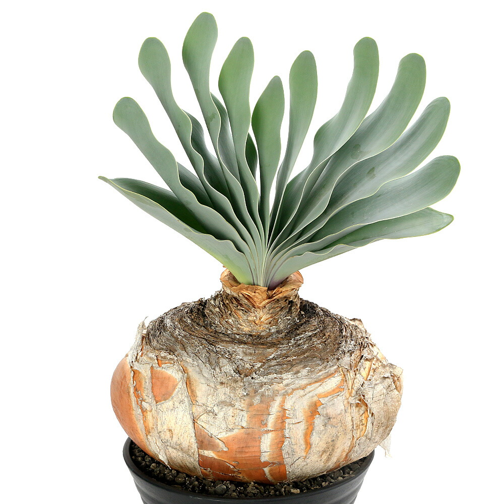 楽天市場】【Boophane ブーハン haemanthoides ハエマンソイデス】管理