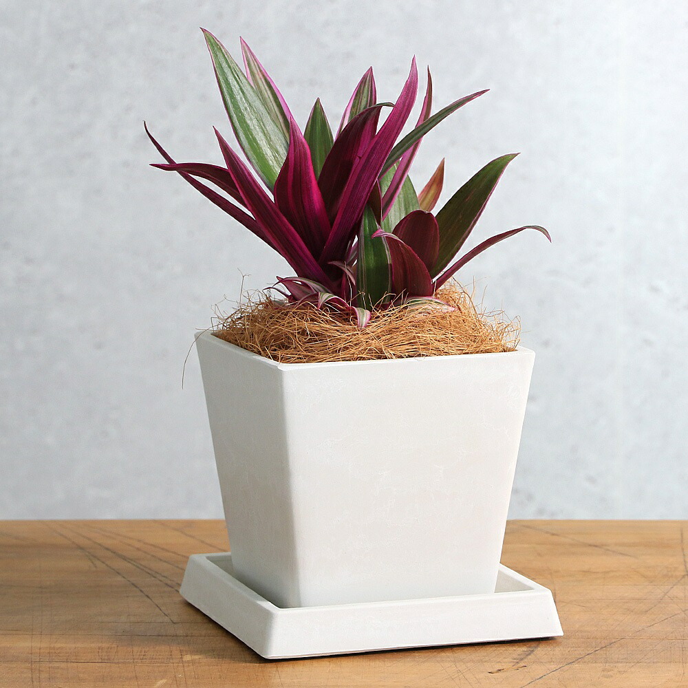 多肉植物  桃美人 カット苗　2カット パキフィツム 多肉植物 桃美人 カット苗 2カット パキフィツム