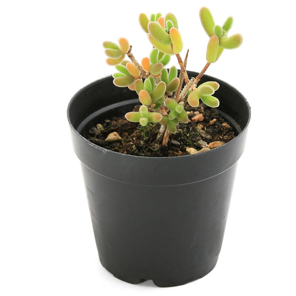 楽天市場】（多肉植物）ドロサンテマム レッドダイヤモンド 2号