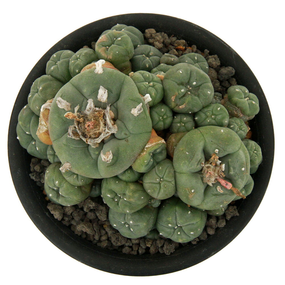 関東当日便お持て成し 花・観葉植物-花・ガーデン・DIY-観葉植物