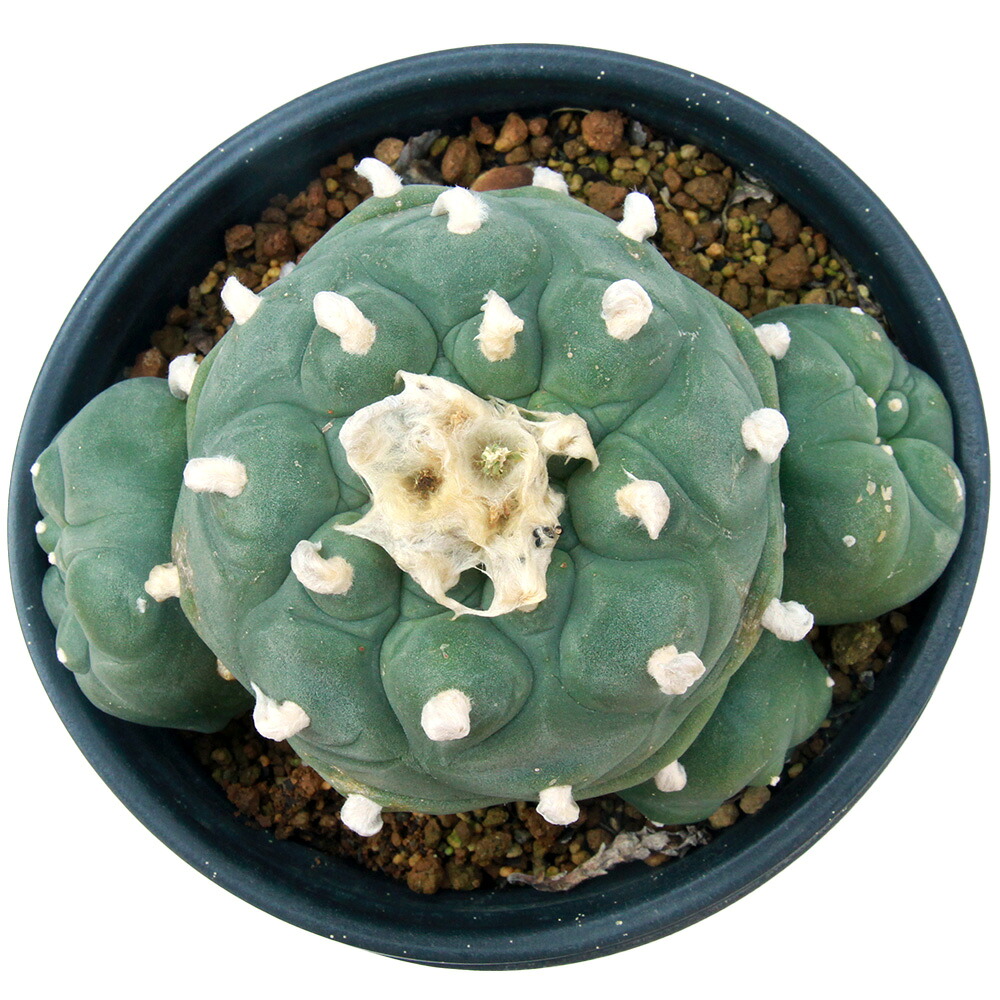 （多肉植物）一点物　サボテン　ロフォフォラ　翠冠玉　５号（１鉢）