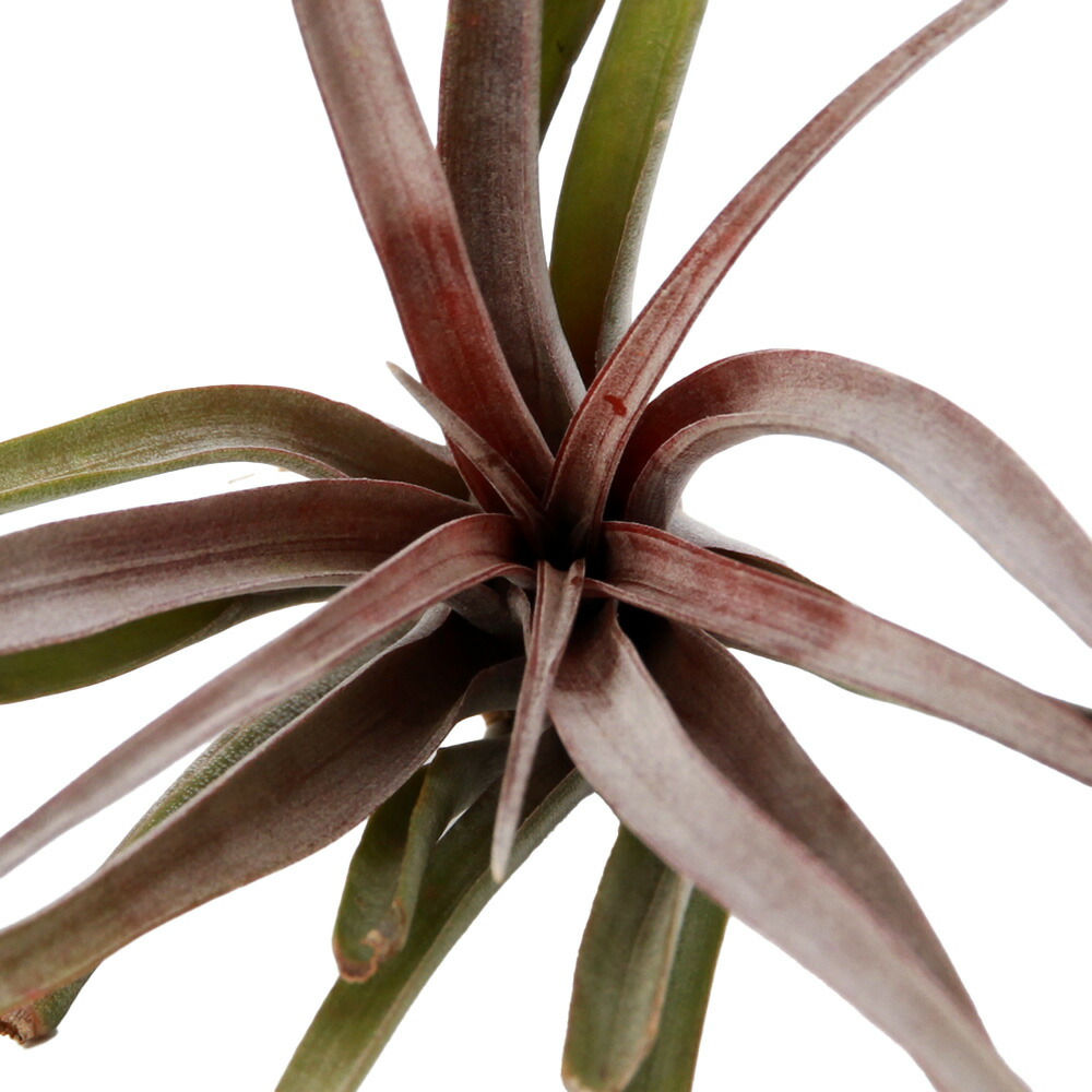 楽天市場】チランジア カピタータ ドミンゲンシス (エアープランツ