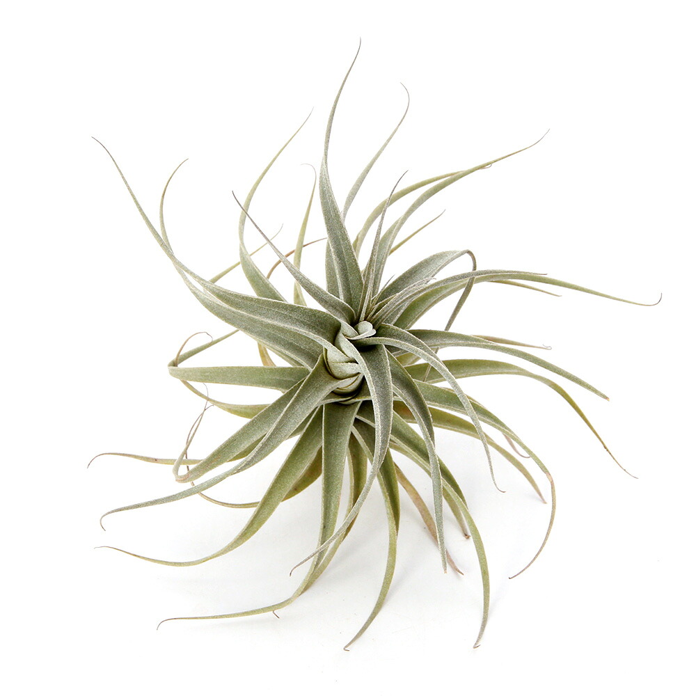 (観葉植物)エアープランツ チランジア ウェルデルマニィ(1株)