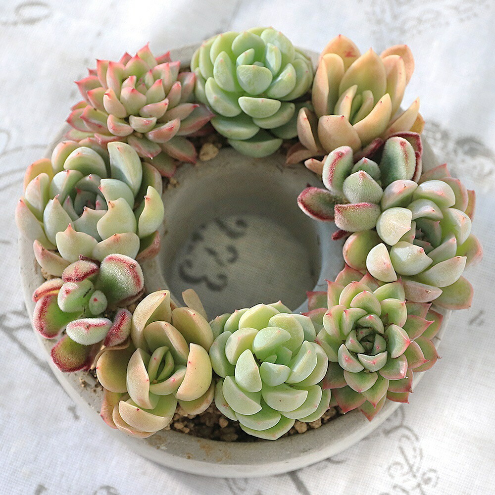 ❤️ブラックフライデー❤️多肉植物そのまま飾れるMerry Xmas❤️アイアンリース 楽天市場】エケベリア 多肉植物 クリスマスリース寄せ植え 寄せ植え