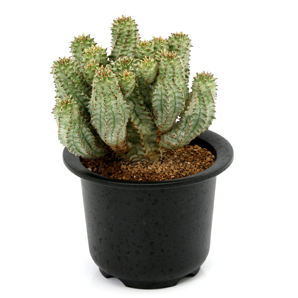 （多肉植物）一点物　ユーフォルビア　ペルドルシアナ　斑入り　３号（１鉢）（３５３１７３）