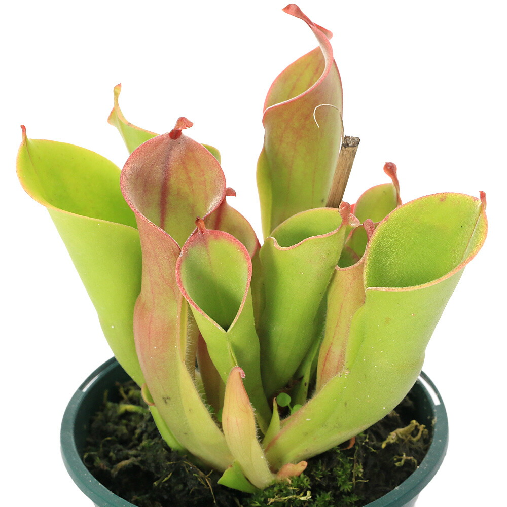 楽天市場】食虫植物 ヘリアンフォラ ミノール交配 ミノールhyb 3