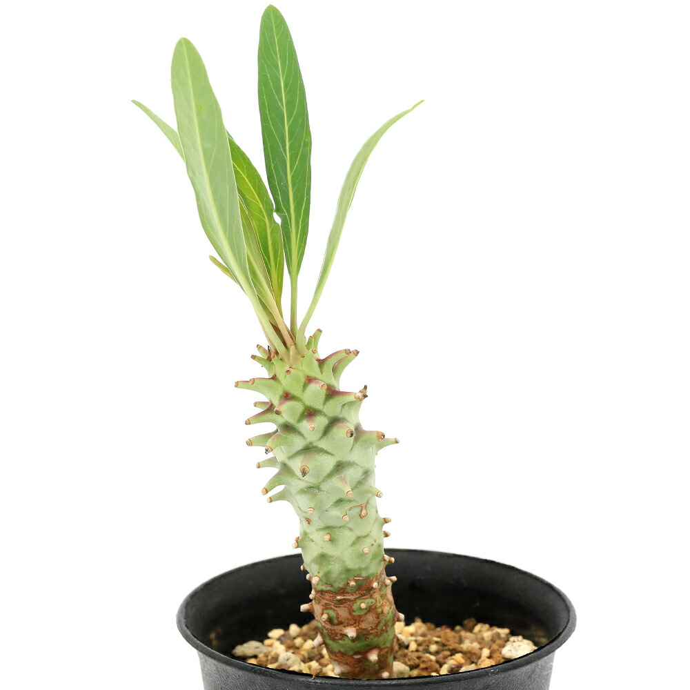 関東当日便お持て成し 観葉植物-花・ガーデン・DIY-花・観葉植物