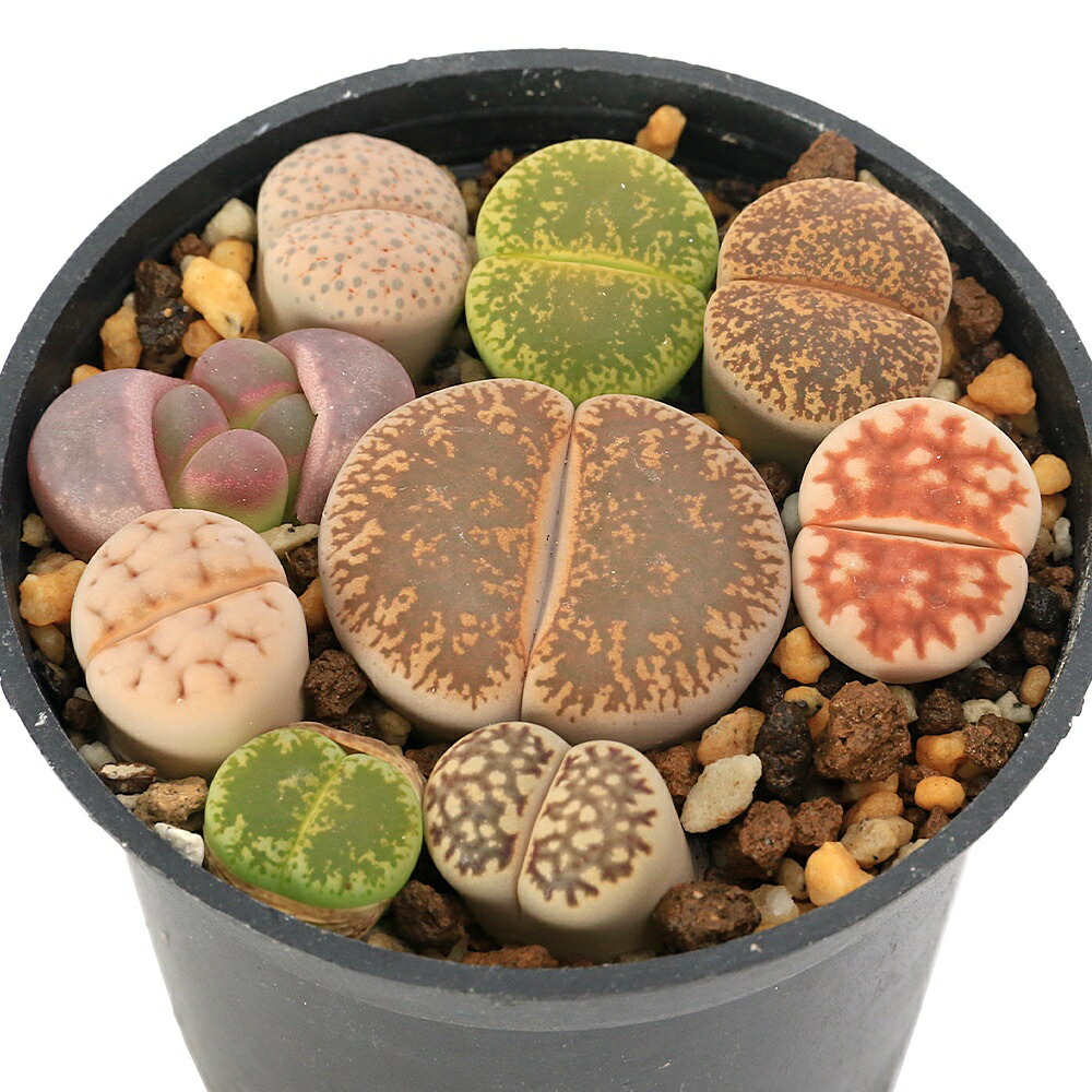 専用❤️速達付き同梱-250円　オフタルモフィルム 大型 紅風鈴玉 鉢のまま 多肉植物 コノフィツム オフタルモフィルム 大型 風鈴玉 鉢の
