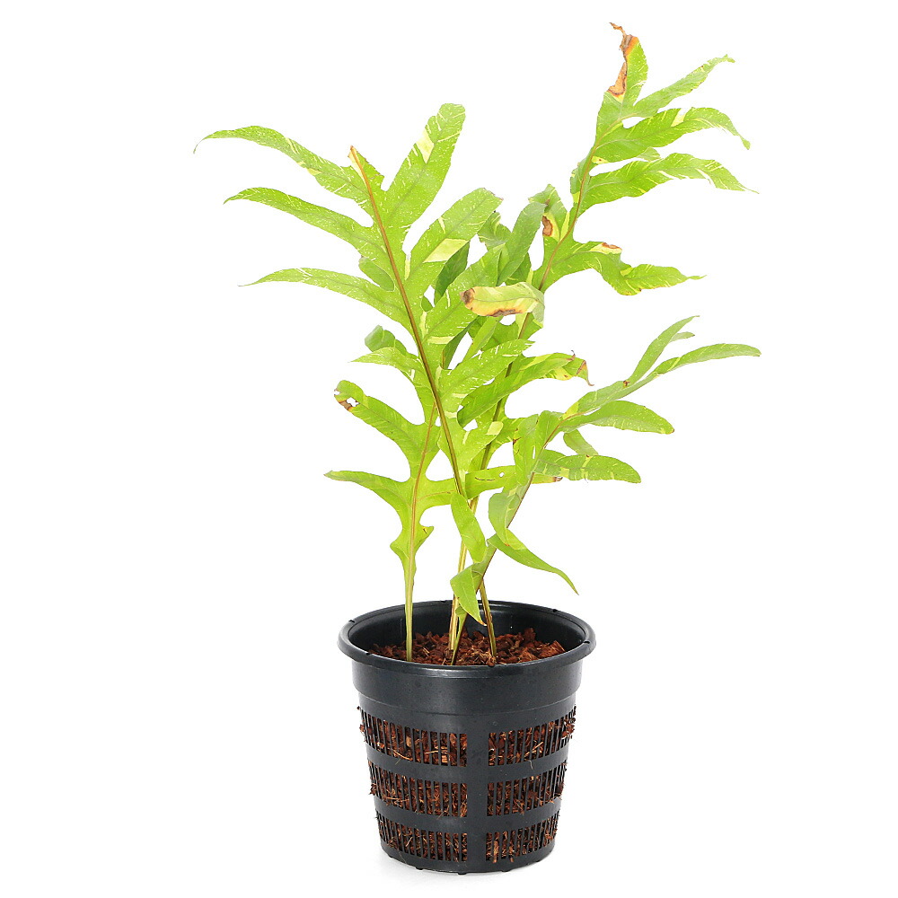 （観葉植物）一点物　シダ　ドリナリア　クエルキフォリア　斑入り　ＸＬサイズ　７号（１鉢）（３５３４５１）｜charm 3980 店 15,934円