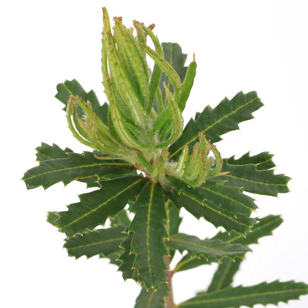 【現品】バンクシア・スピヌノーサ・ヘアピン（ヘアピンバンクシア）8号　あM番 楽天市場】バンクシア・ヘアピン （スピヌロサ） 5号ポット苗