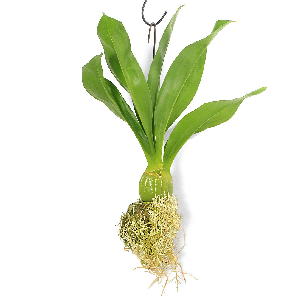 楽天市場】国産 超美品56goro モジャマトフィラム 観葉植物 吊り