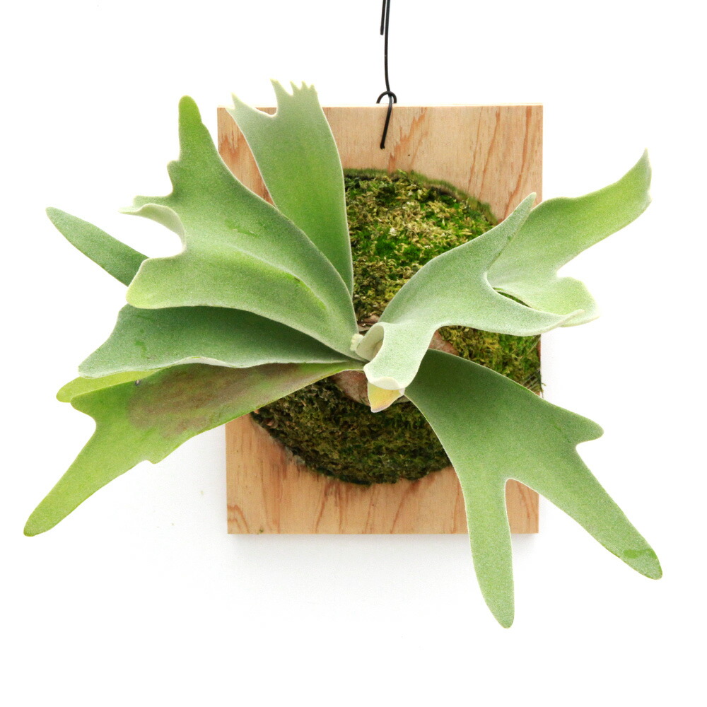 楽天市場】（観葉植物）ビカクシダ ウィリンキー スポア 4号（1鉢