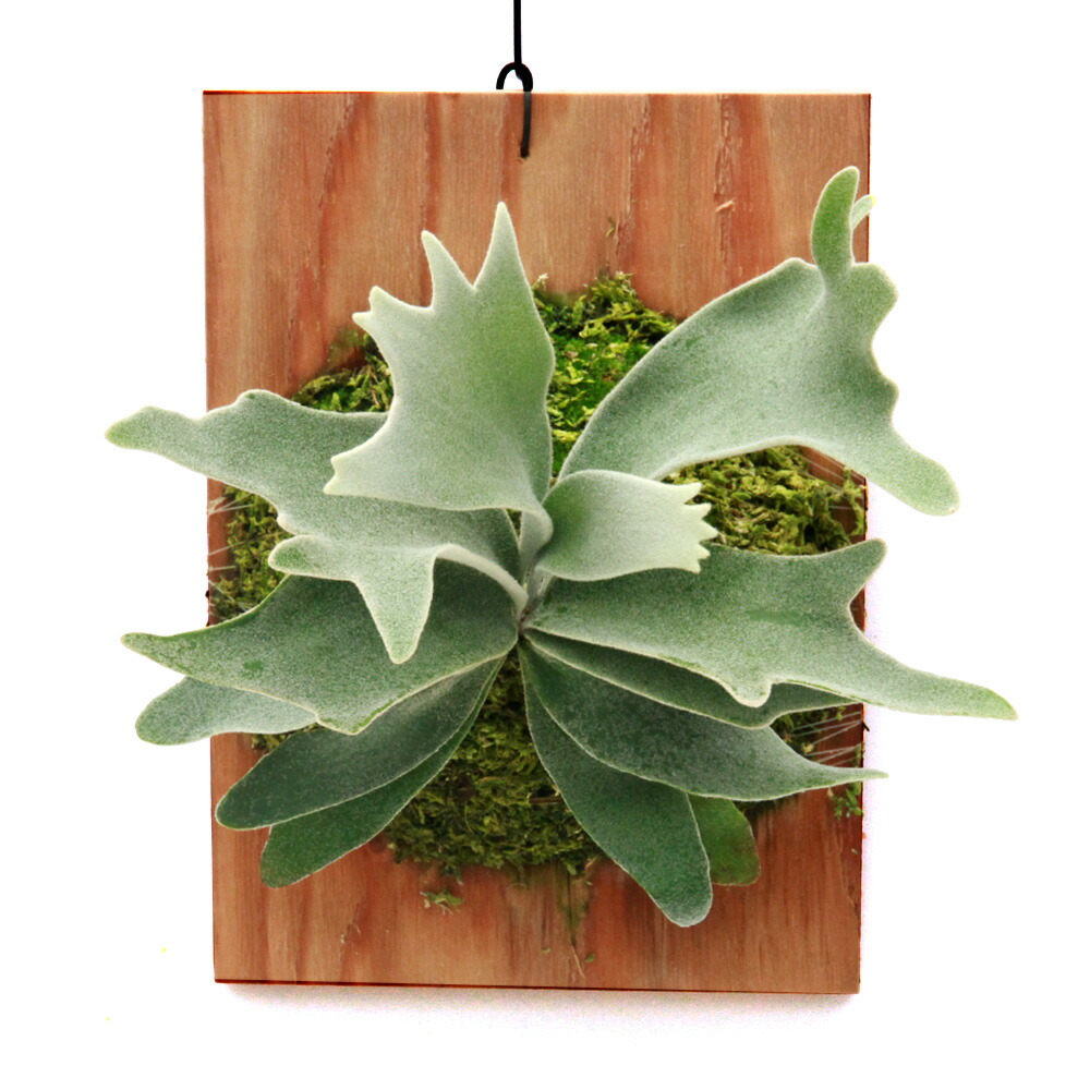 楽天市場】（観葉植物）ビカクシダ ウィリンキー スポア 4号（1鉢