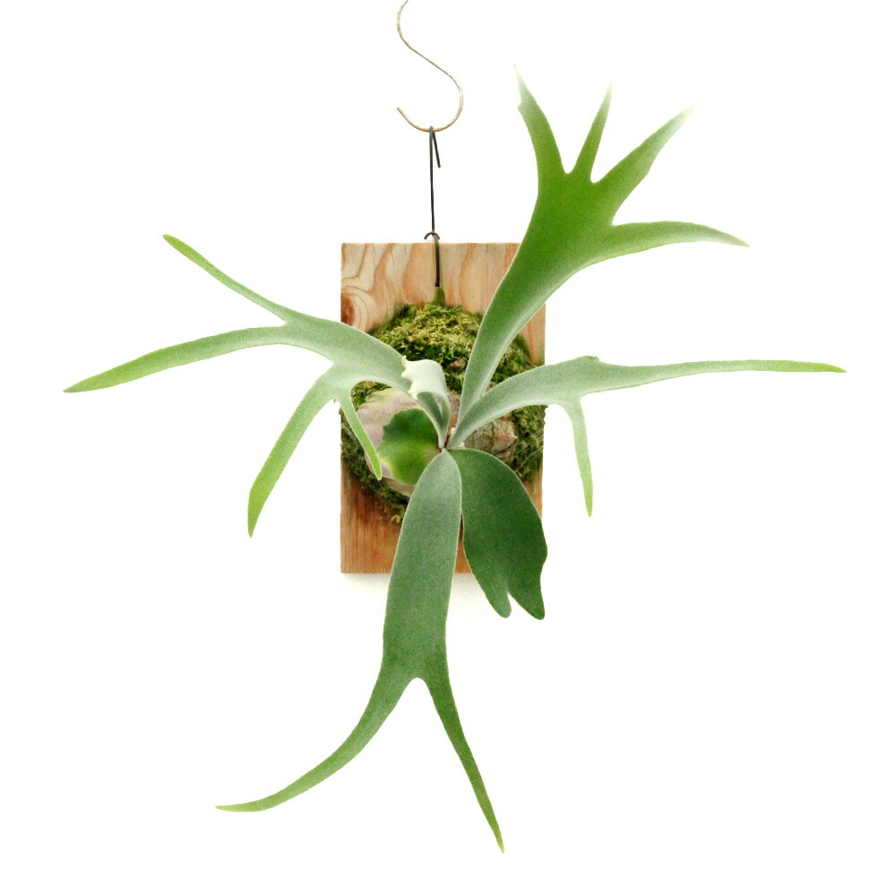 楽天市場】（観葉植物）ビカクシダ ウィリンキー スポア 4号（1鉢