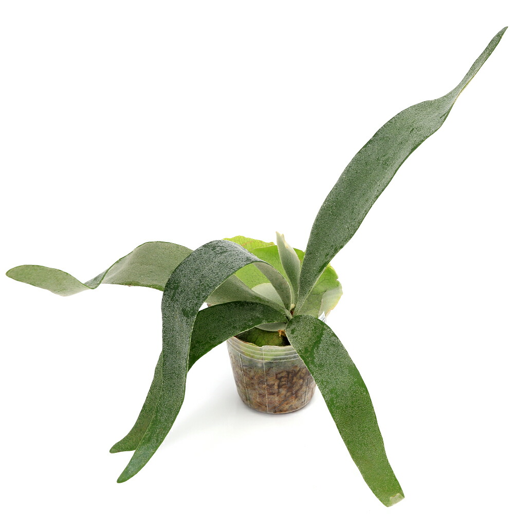 楽天市場】（観葉植物）ビカクシダ ウィリンキー スポア 4号（1鉢