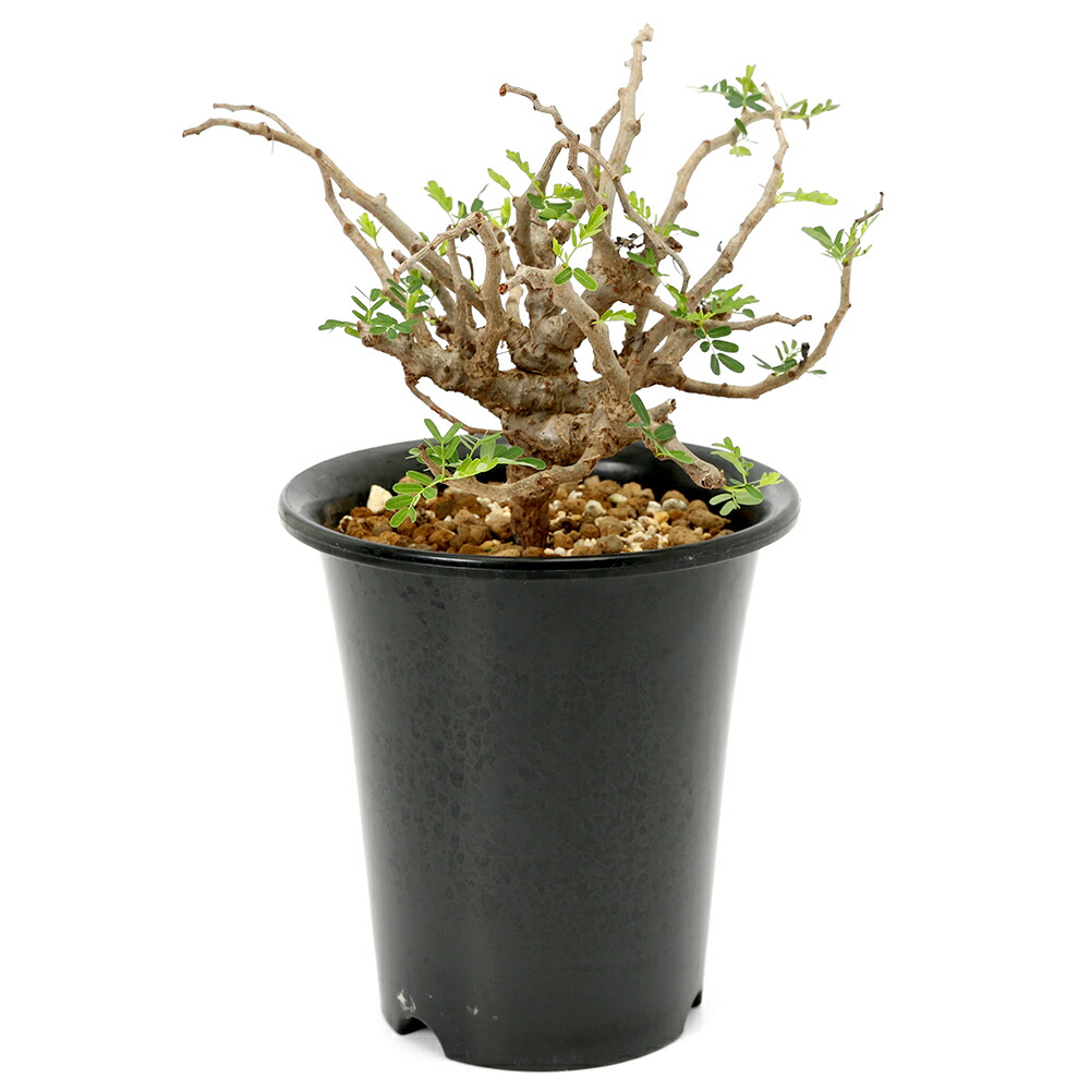 （多肉植物）一点物　センナ　メリディオナリス　実生株　５号（１鉢）　コーデックス｜charm 3980 店